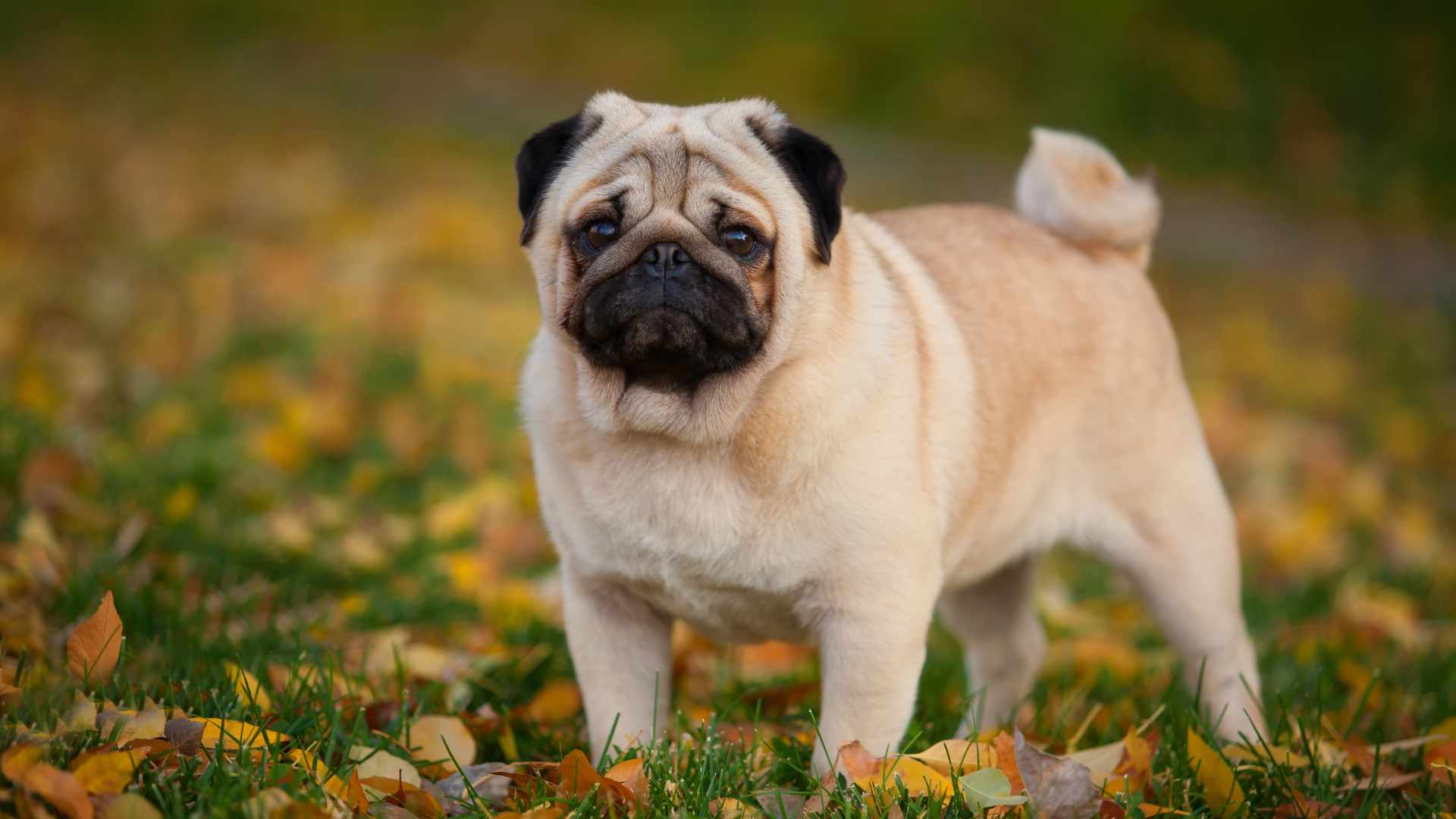 Tipos de Pug Guía Completa de este Raza Cacttus